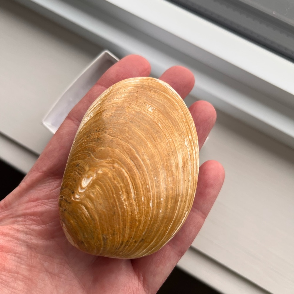Fossilized Seashell or clam shell type - for the nature collector - Picture 4 of 6